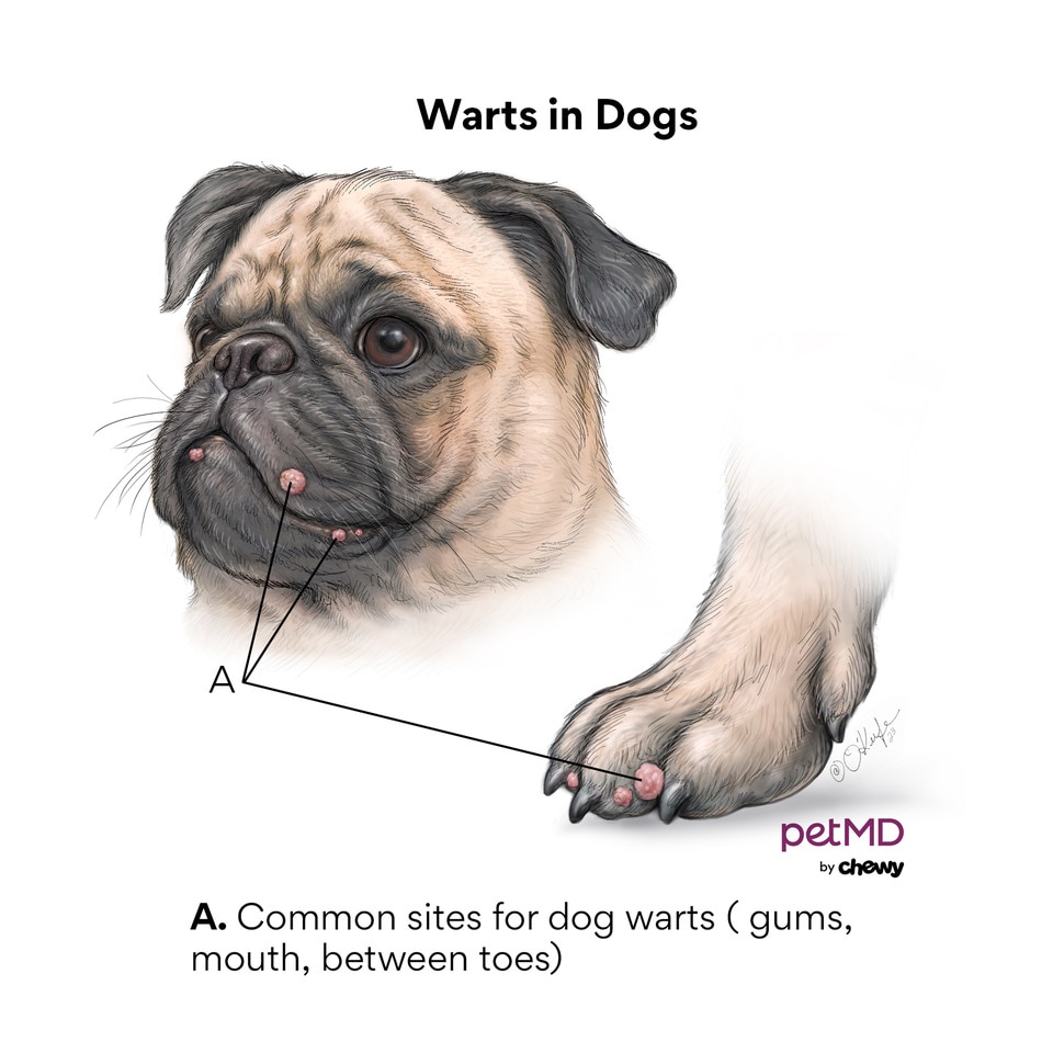 Large wart best sale on dog